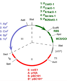 Expressys Pz Vectors